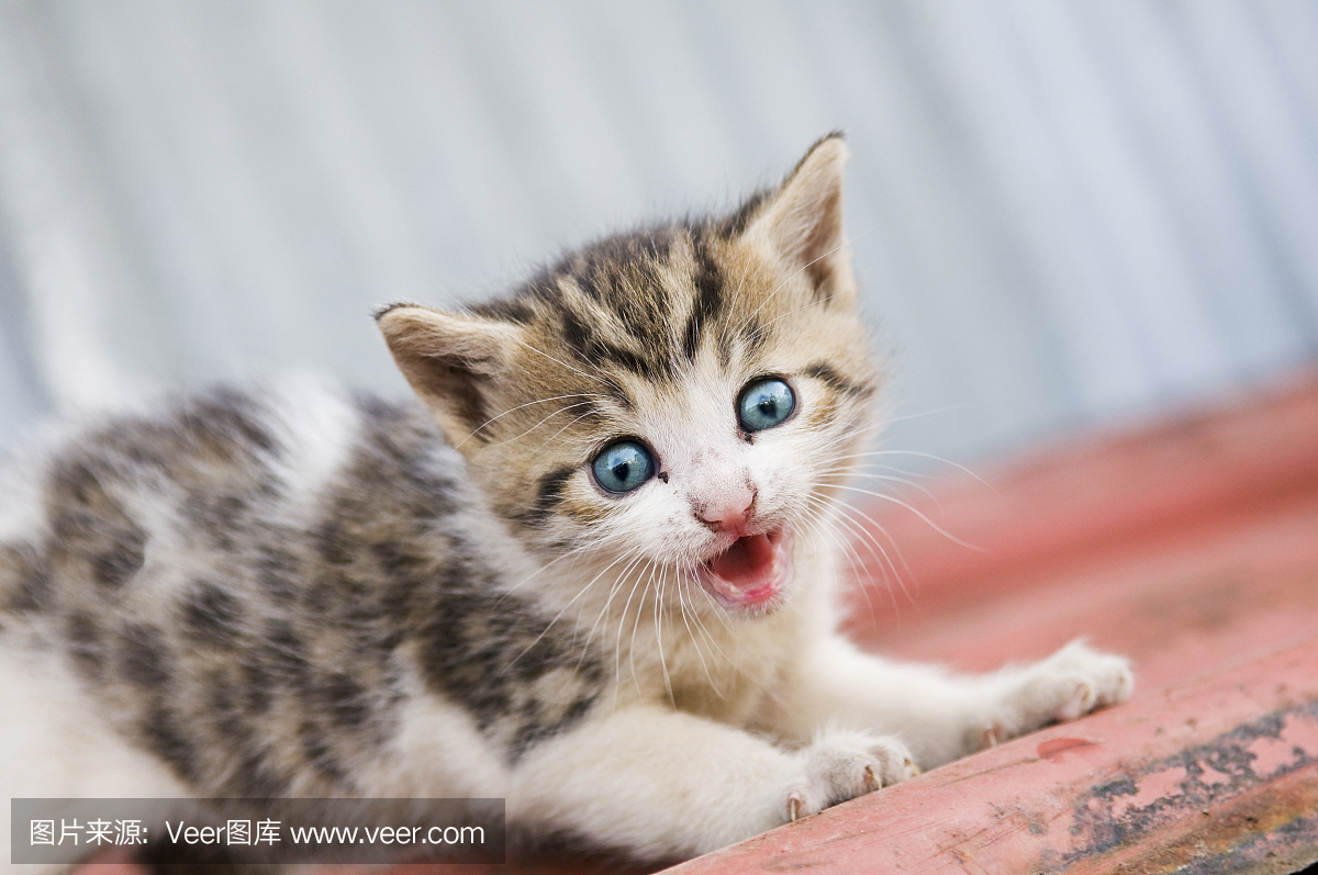 猫的叫声,咪咪叫(猫叫声),宠物,小猫