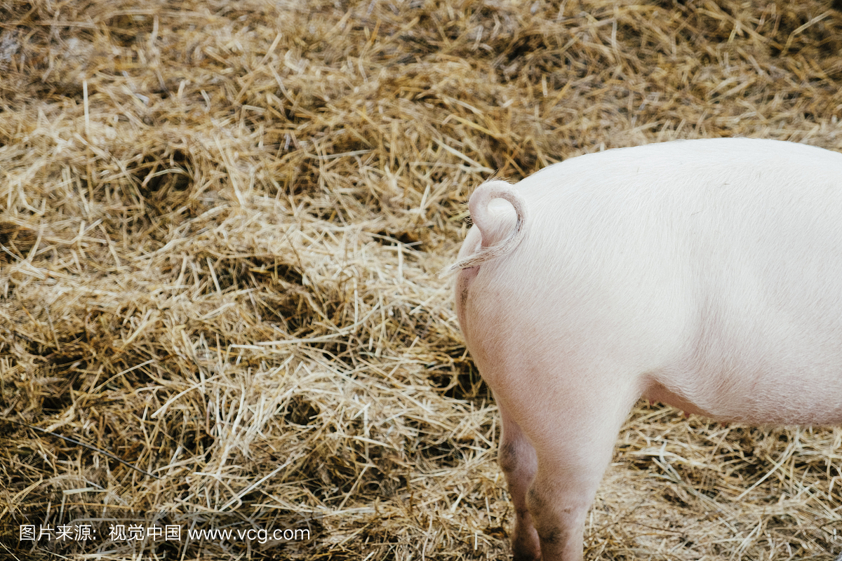 Detail of a pig showing the back with curly tail