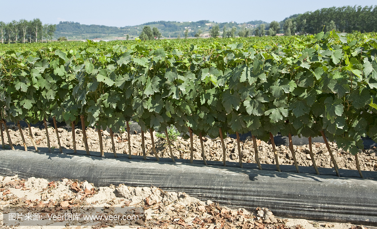 年轻的葡萄树田被移植