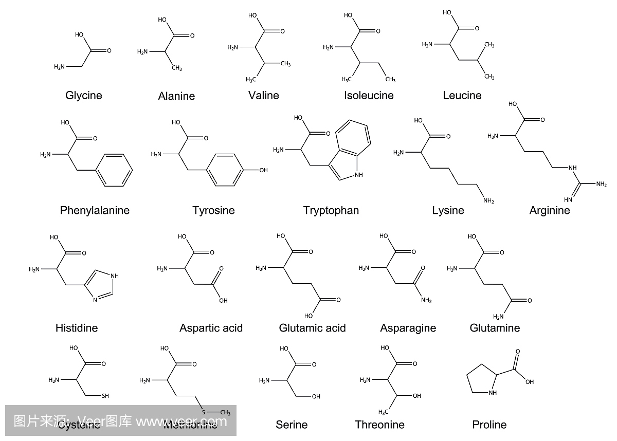 二十个碱性氨基酸。 2D插图