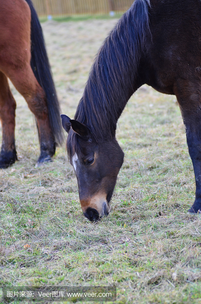 布朗马在冬天吃草地 - 英语纯种马