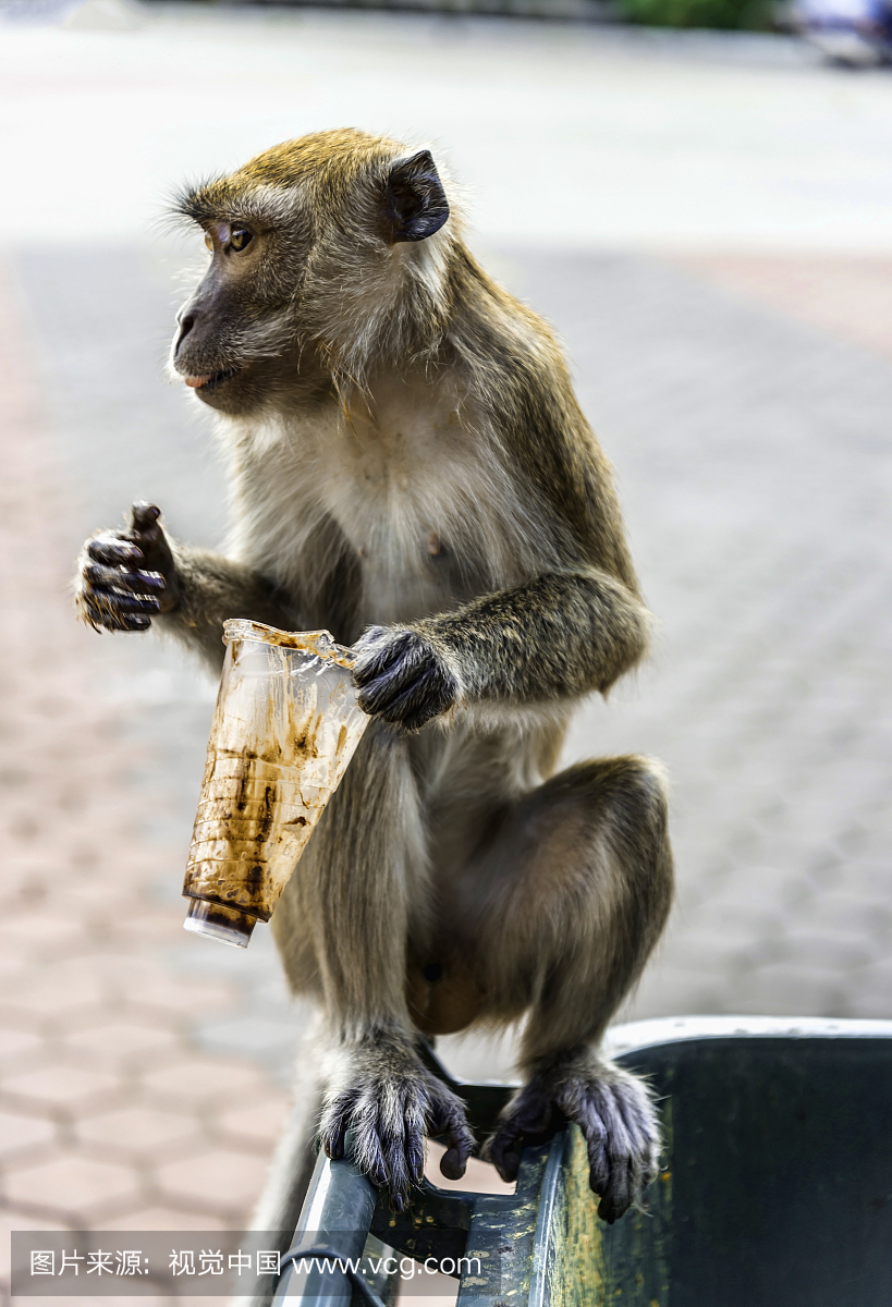野生猴子拿着巧克力酸奶