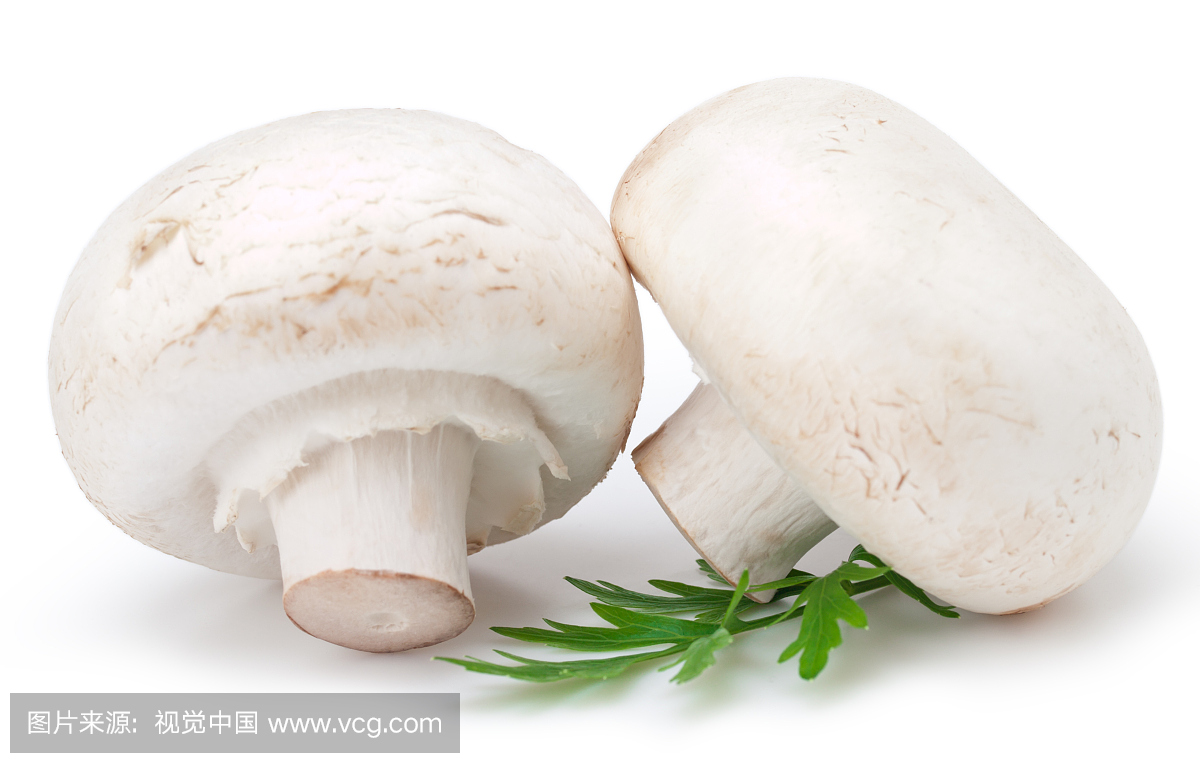 白蘑菇,白菌,白色蘑菇,白色