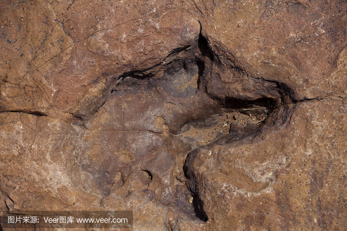 动物留下的痕迹,脚印,蹄印,足迹