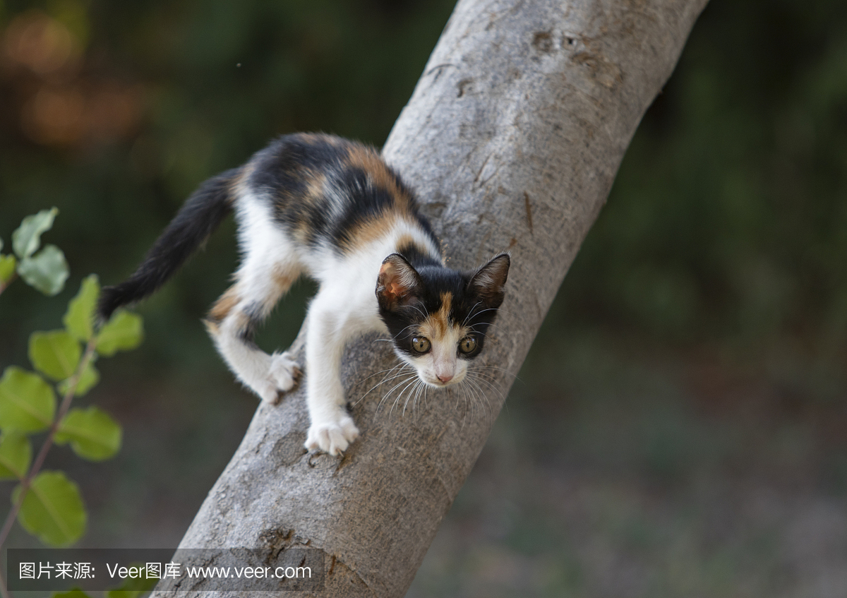 可爱的,恐怖,好奇心,公园
