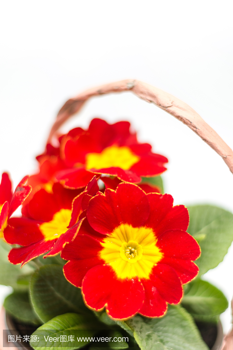 在白色背景隔绝的红色的樱草花