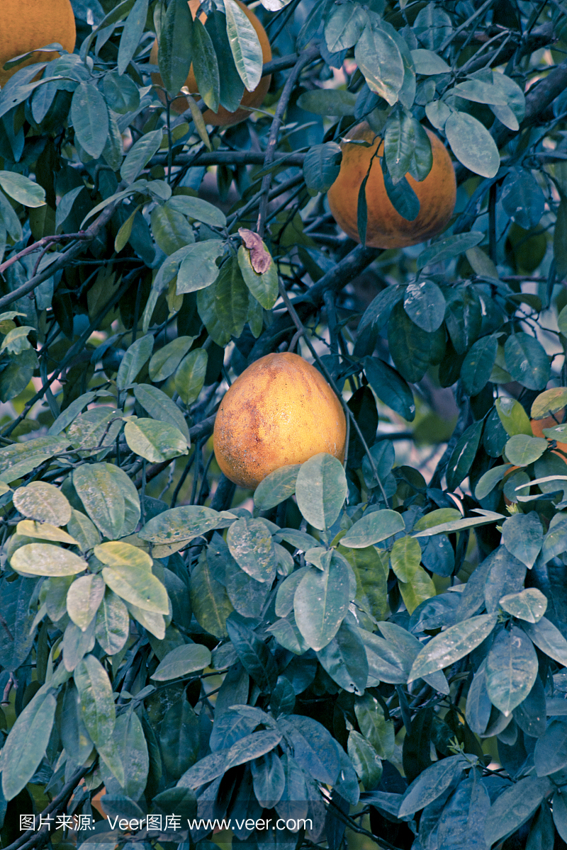 柑橘最大,柑橘,中国葡萄柚