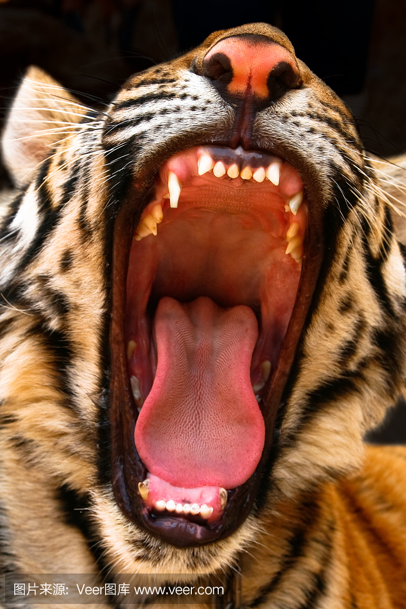 咩咩叫,咩咩声(尤其指羊叫),西伯利亚虎,东北虎