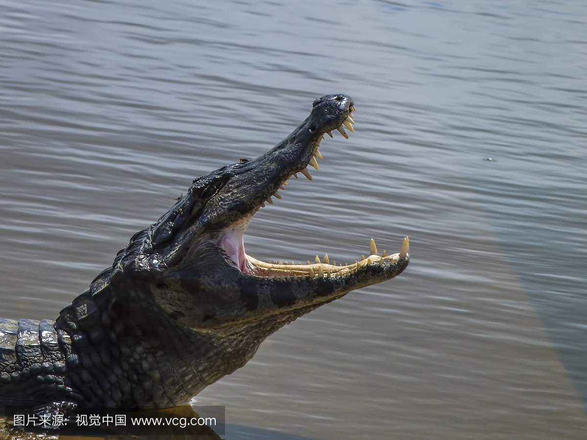 巴拉圭河,野外动物,潘塔纳尔湿地,水平画幅