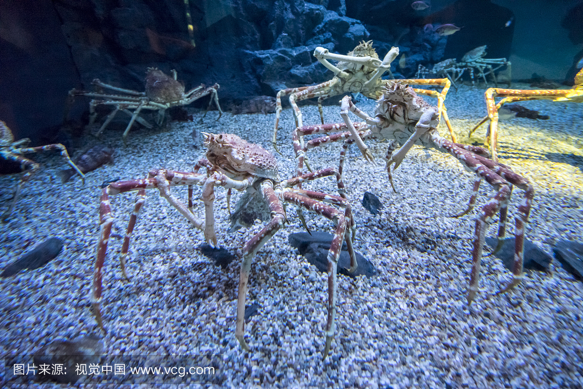 阿拉斯加雪蟹,雪蟹,阿拉斯加蜘蛛蟹,阿拉斯加蟹