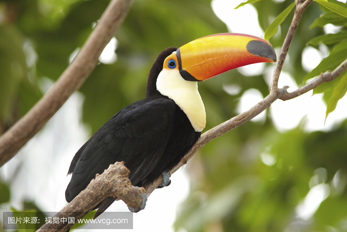Toco toucan perching on branch