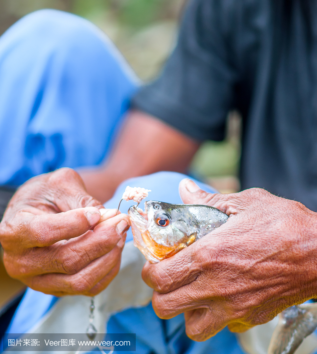 红腹水虎鱼,红腹食人鱼,红腹比拉鱼,马瑙斯