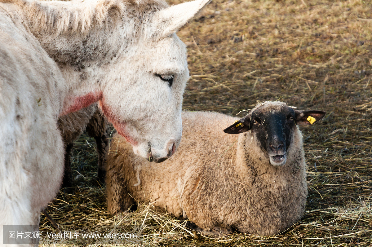 羊和白驴在牧场。家畜,德国南部