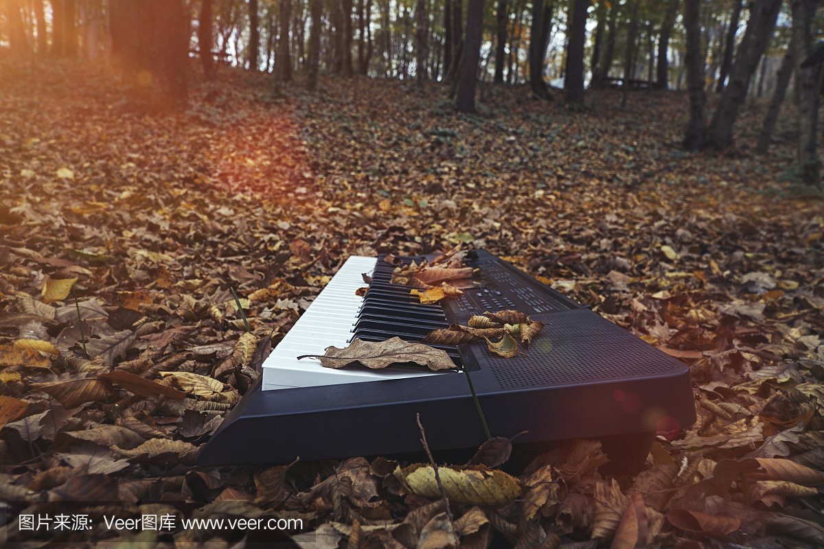 键盘播放器钢琴在森林秋天