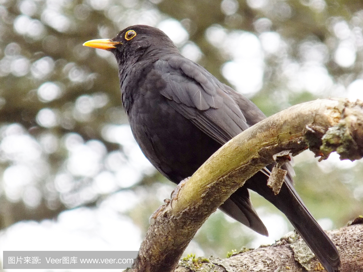鸟鸣声,鸟叫声,鸟鸣,山鸟类