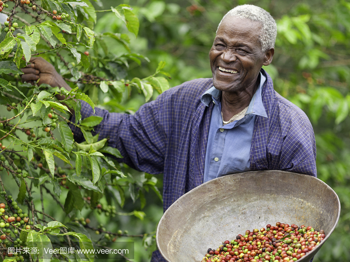 肯尼亚公平贸易咖啡农民