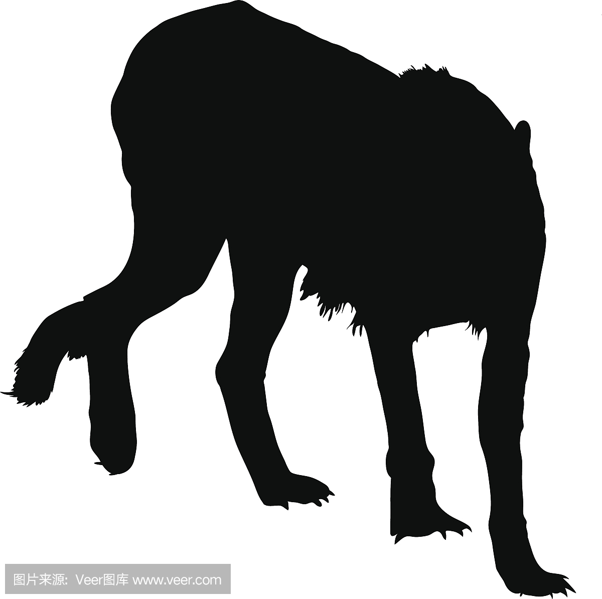 猎豹,豹,豹子,狩猎动物