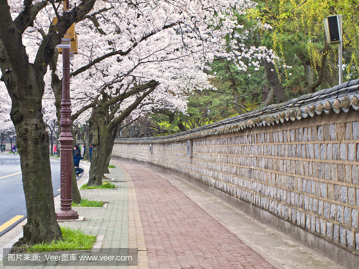 朝鲜文化,日本文化,地名,樱桃