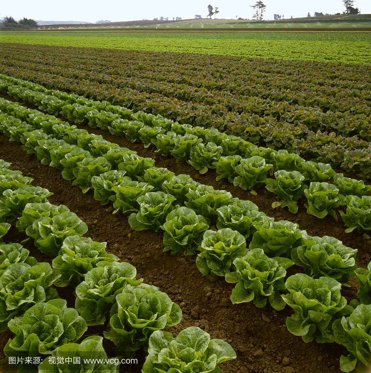 Rows of Romaine, Red and Green Leaf Lettuce