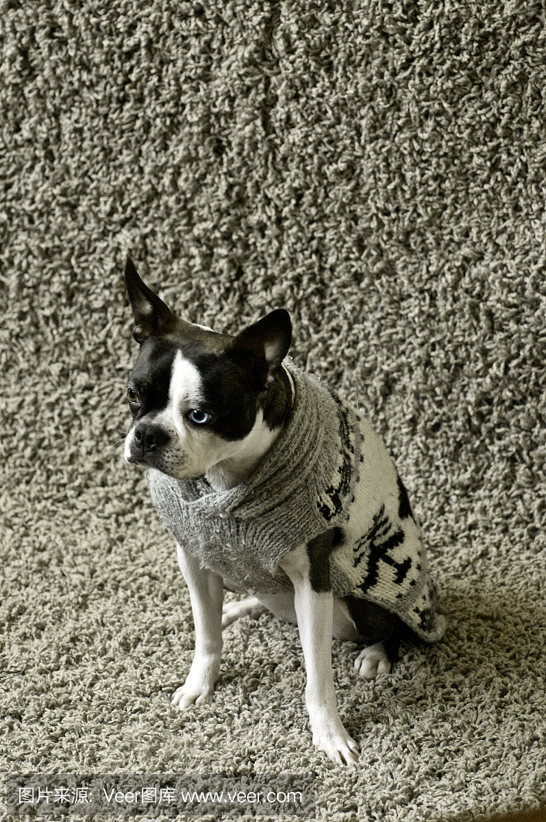 A Boston Terrier Wearing a Cowichan Sweater