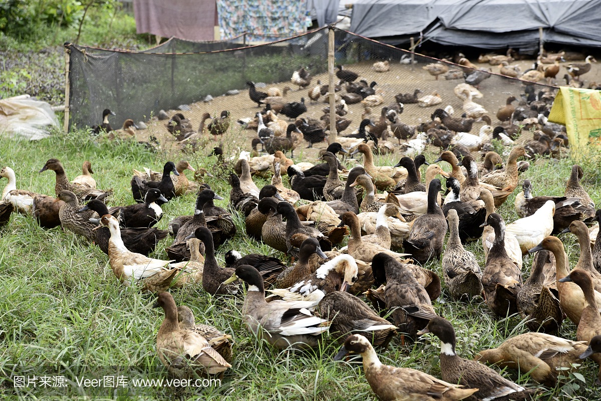圣地亚哥市观光,道路和城市景观,菲律宾稻田。
