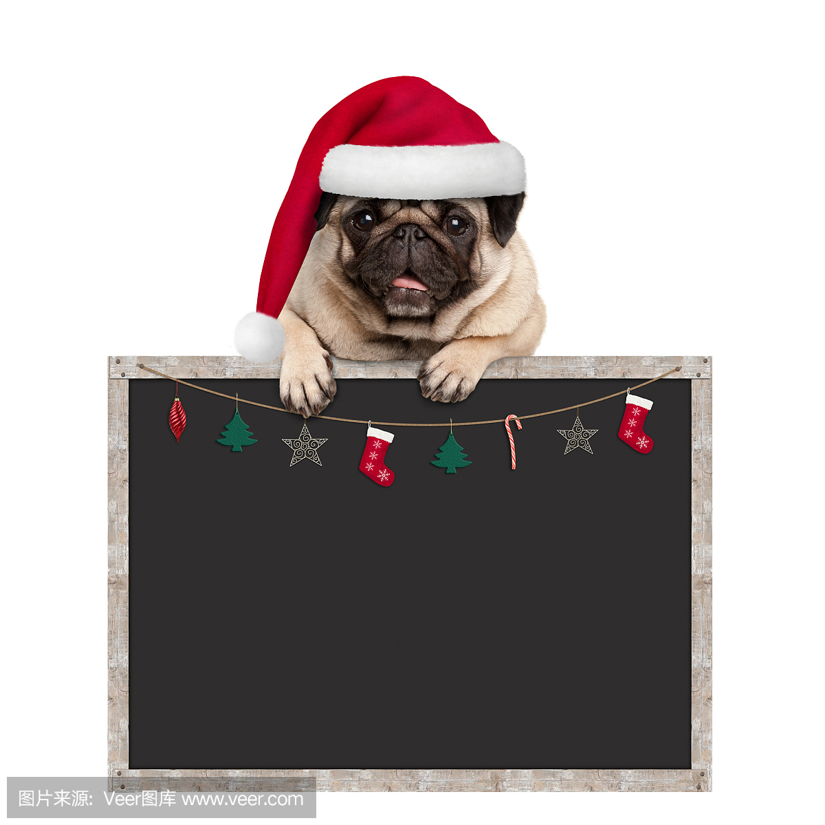 可爱的哈巴狗小狗戴着圣诞老人的帽子,用爪子