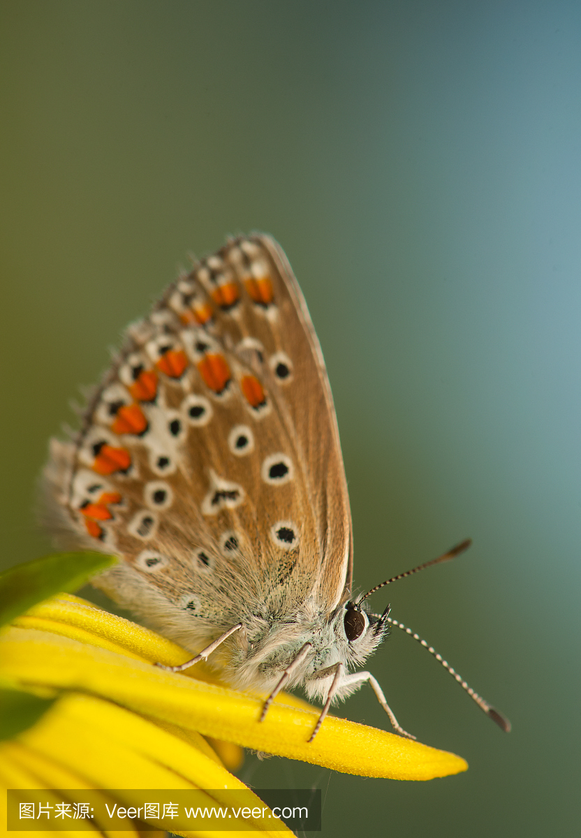 伊卡洛斯,穿蜡制羽毛翅膀的人,代达罗斯之子,普