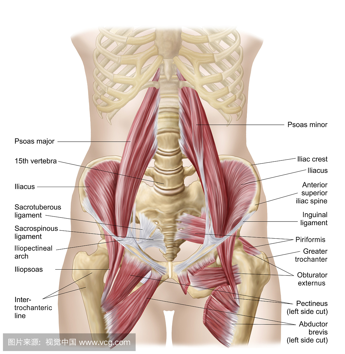 髂腰肌,人体结构,身体结构,生理学