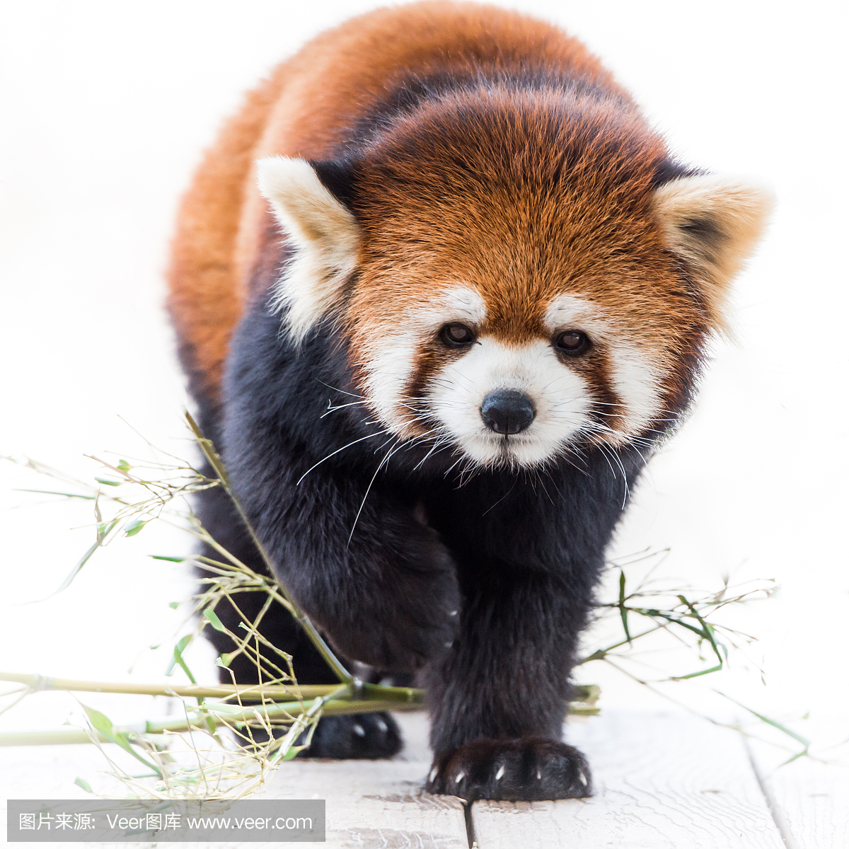 小熊猫,猫熊,红熊猫,罗得岛