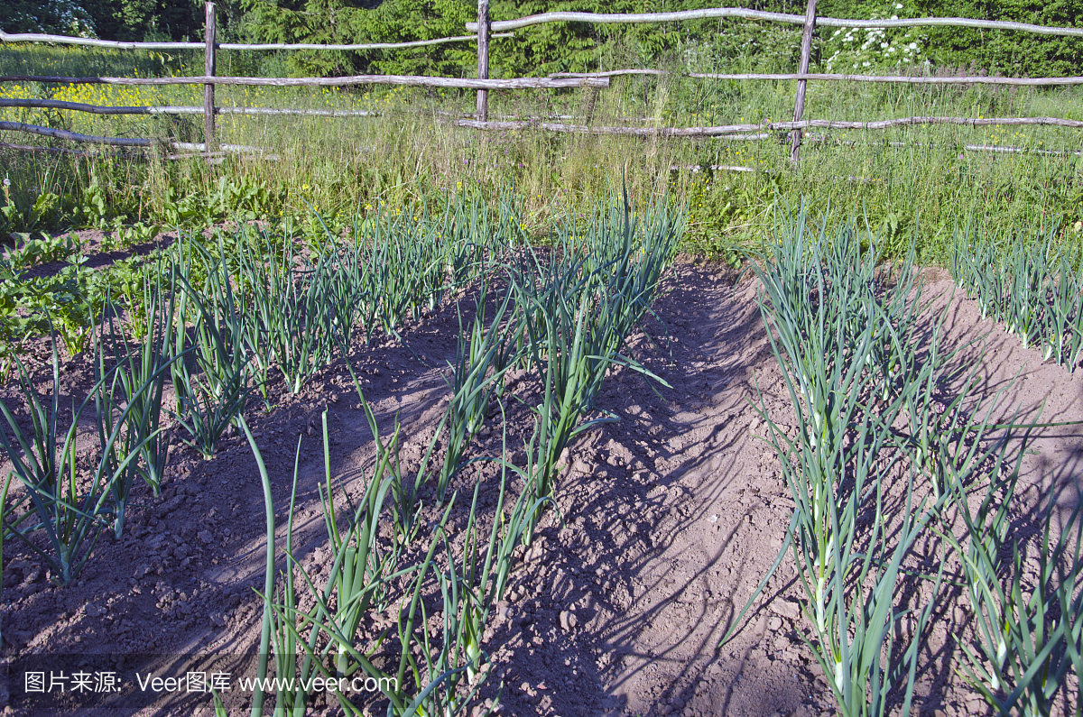 在农场里种植的大蒜排