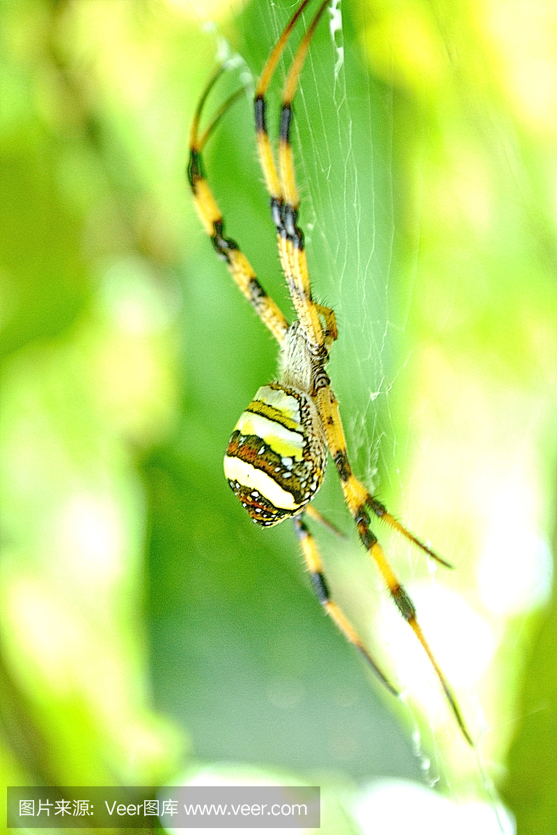 黄黑蜘蛛