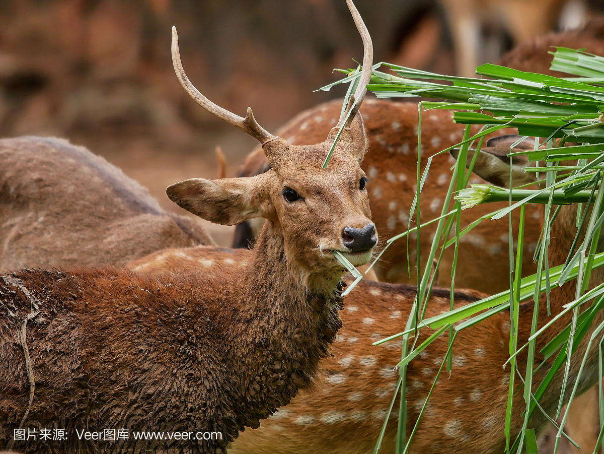 大羚羊,大羚羊(非洲产,最大的羚羊),轴鹿,梅花鹿