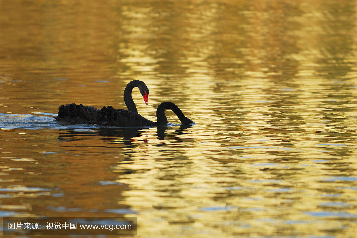 金色,金黄,金,金黄色