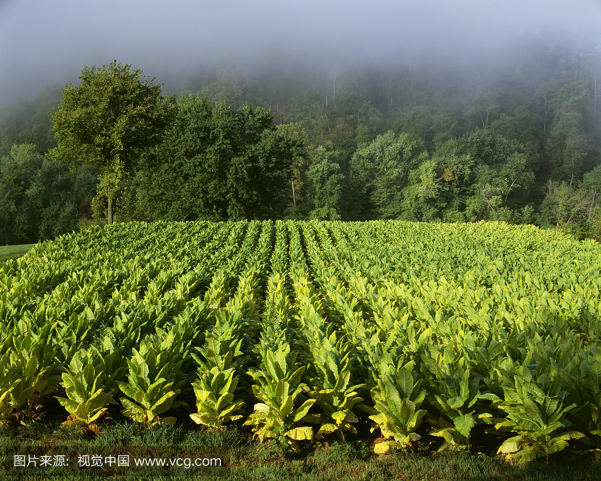 农业 - 美国肯塔基州中央蓝草地区晨雾中成熟的