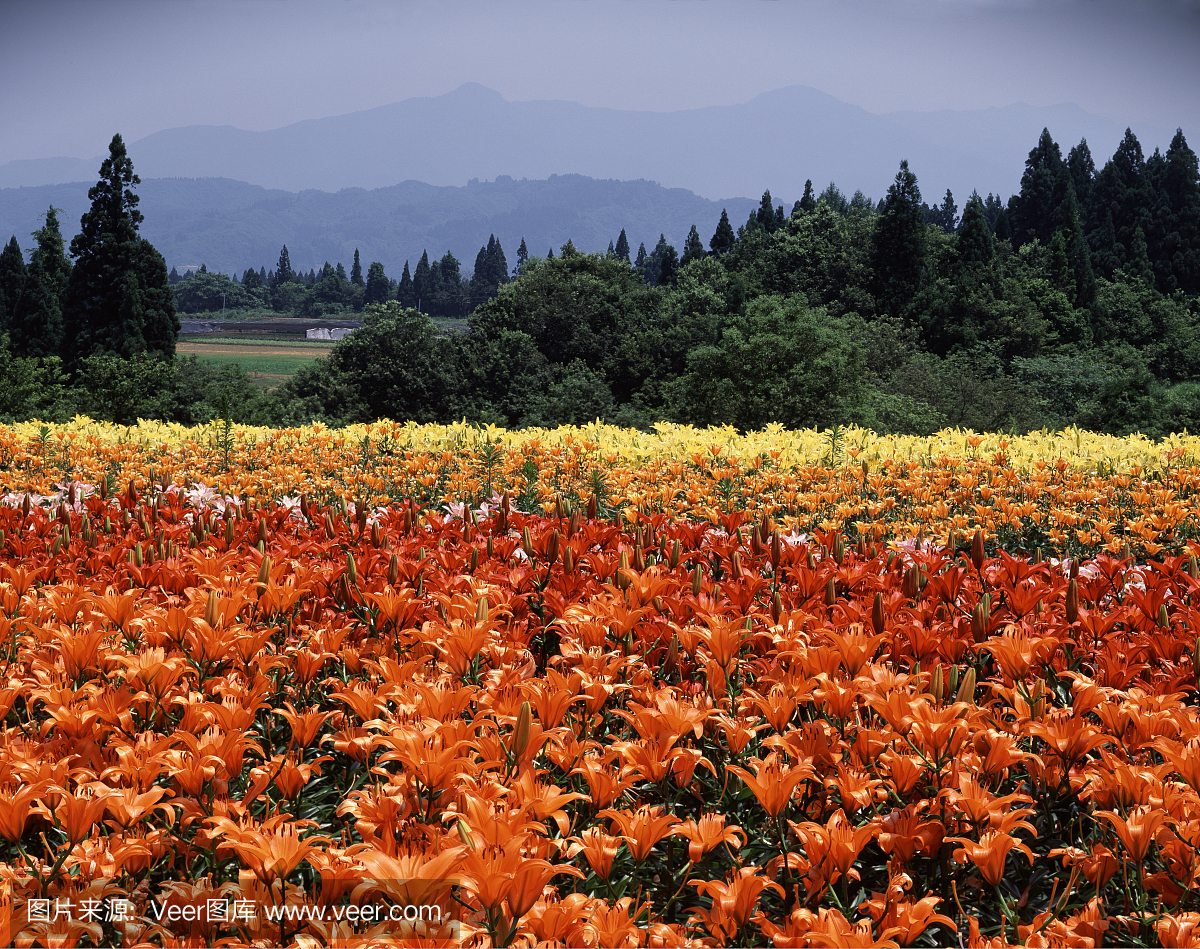 新泻县,日本本州岛中北岸港市,新泻区,新滹