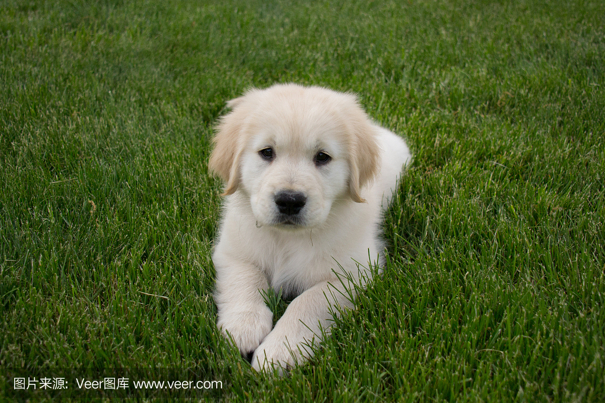 金毛寻回犬,金毛狗,金毛寻回猎犬,金毛