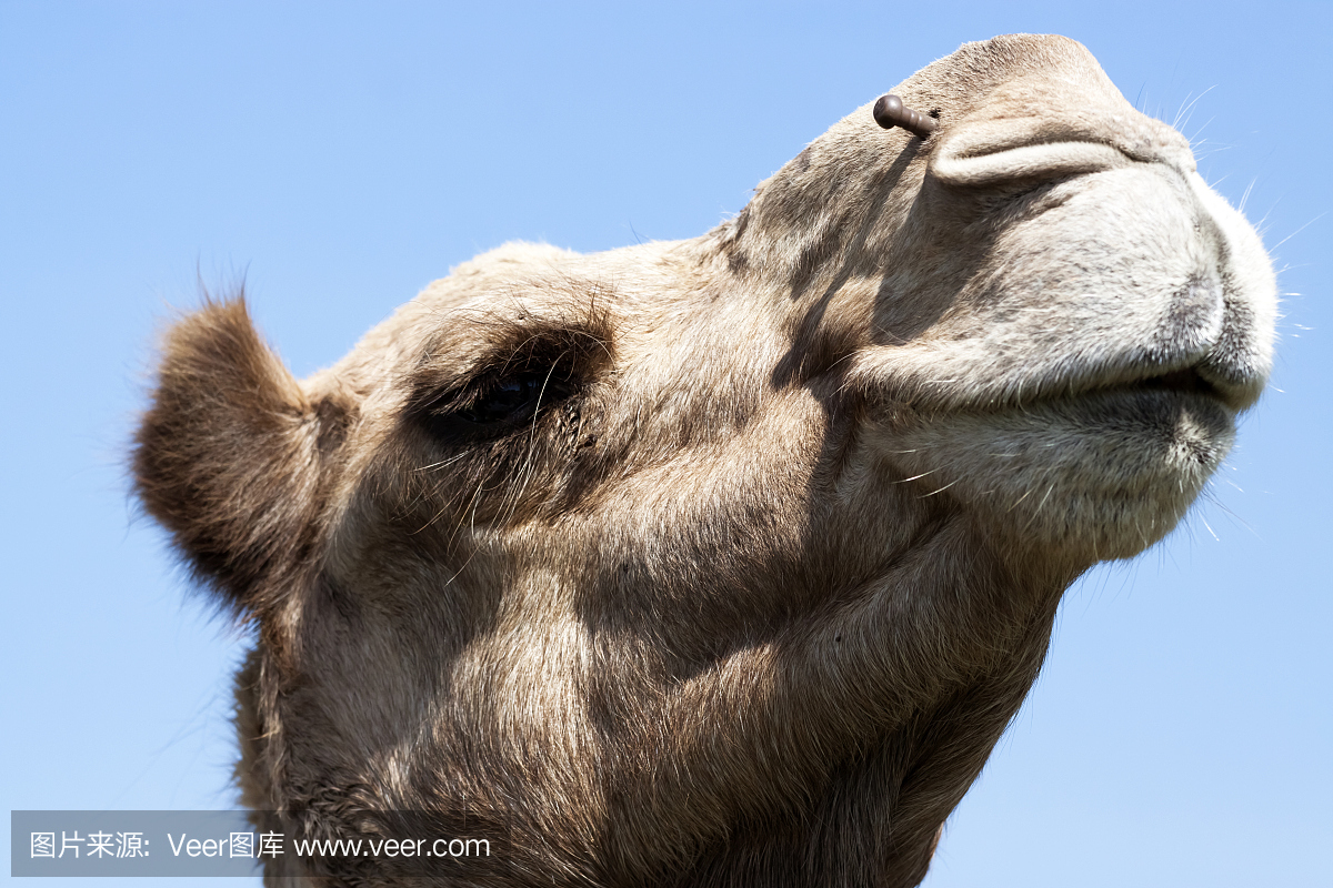 骆驼头装饰钉在他的鼻孔,副本空间