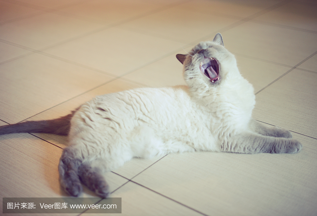 美丽的猫品种英国短毛狗躺在地板上