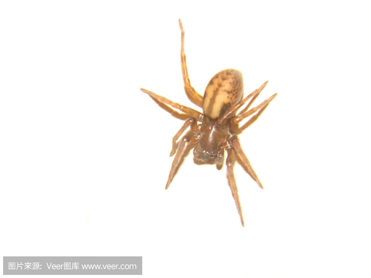 无人,蜘蛛,昆虫,白色背景