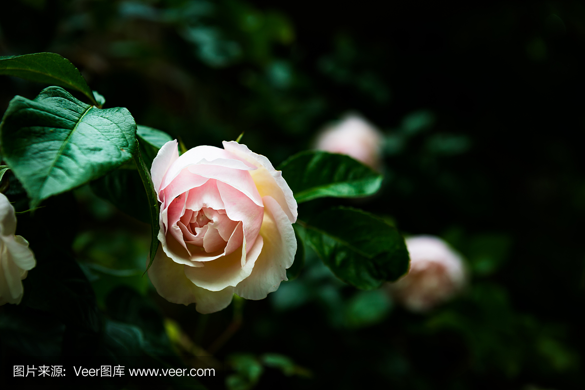 英语公共花园在夏天与玫瑰