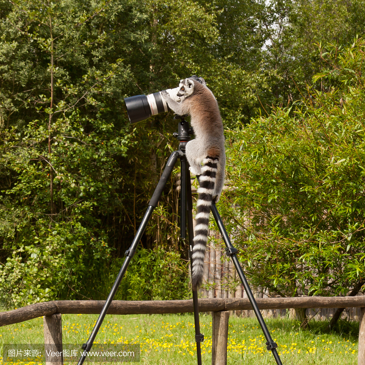 环尾狐猴,环尾熊猫,电影摄影师,摄像师