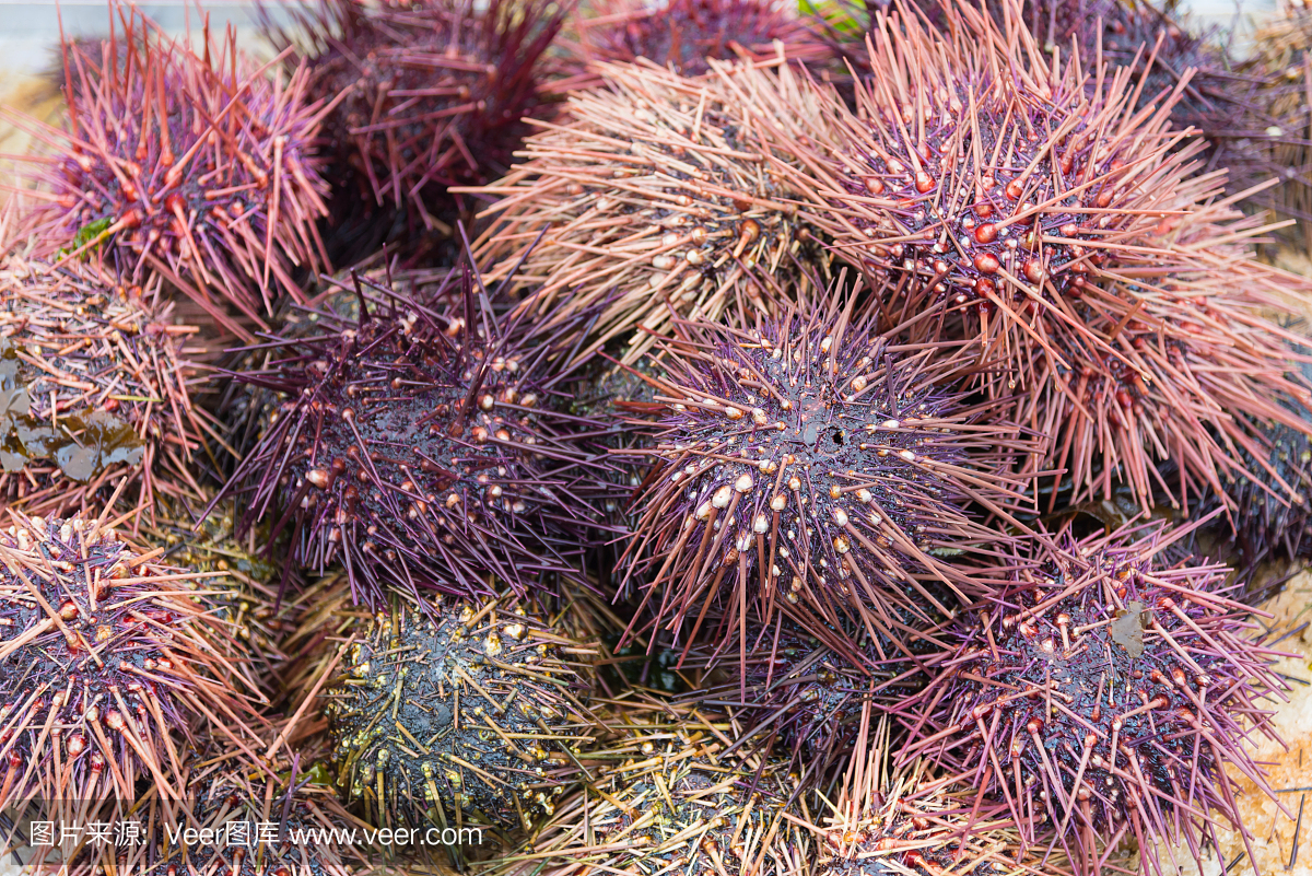 里士满,清新,海洋生命,日本食品