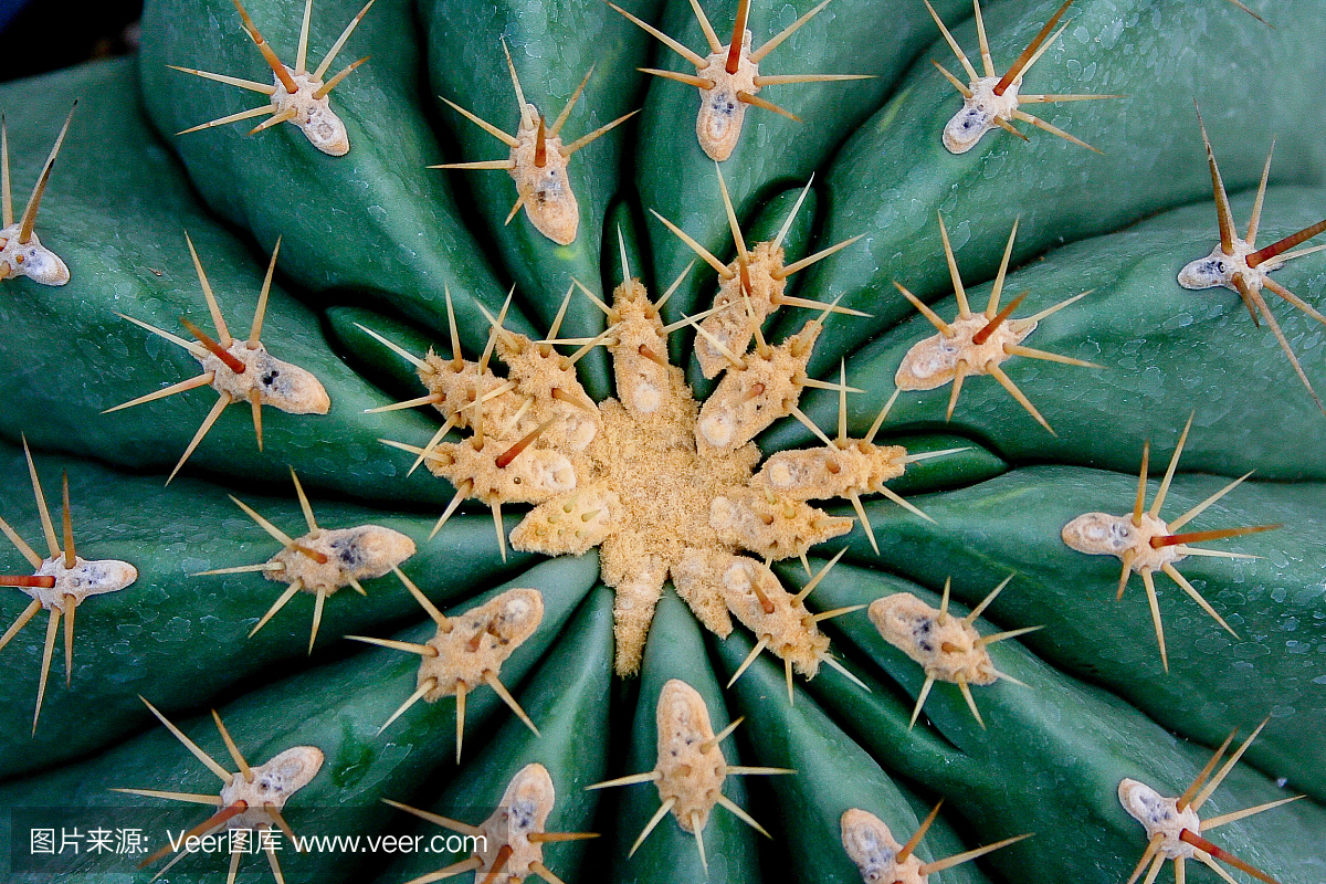 小棘虫(Echinopsis mamillosa)
