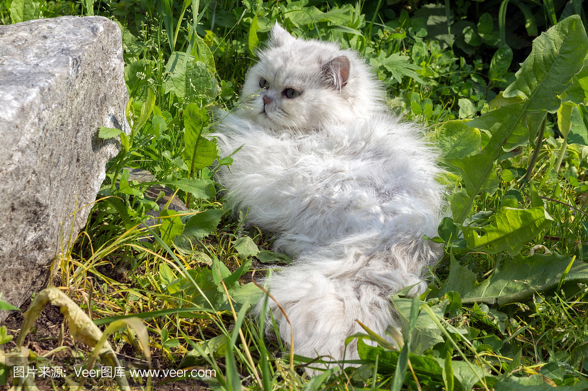 一只白色毛茸茸的安哥拉猫躺在绿色厚厚的草地