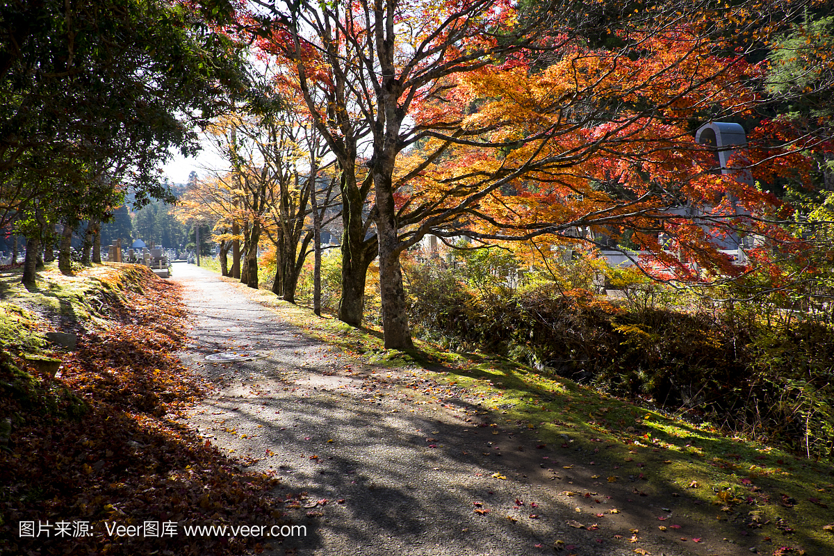 高野山,高野大山,和歌山县,和歌山市床板蜱虫有什么药水图片